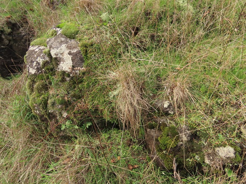 Festuca roemeri photo 2