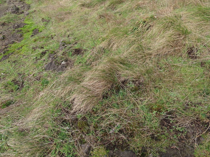 Festuca roemeri photo 3