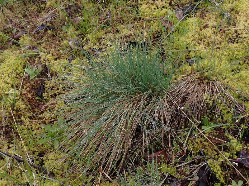 Festuca roemeri photo 4