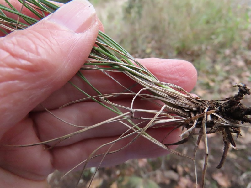 Festuca roemeri photo 5