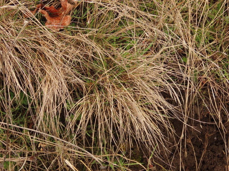 Festuca roemeri photo 6