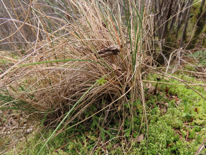 Festuca roemeri photo 7