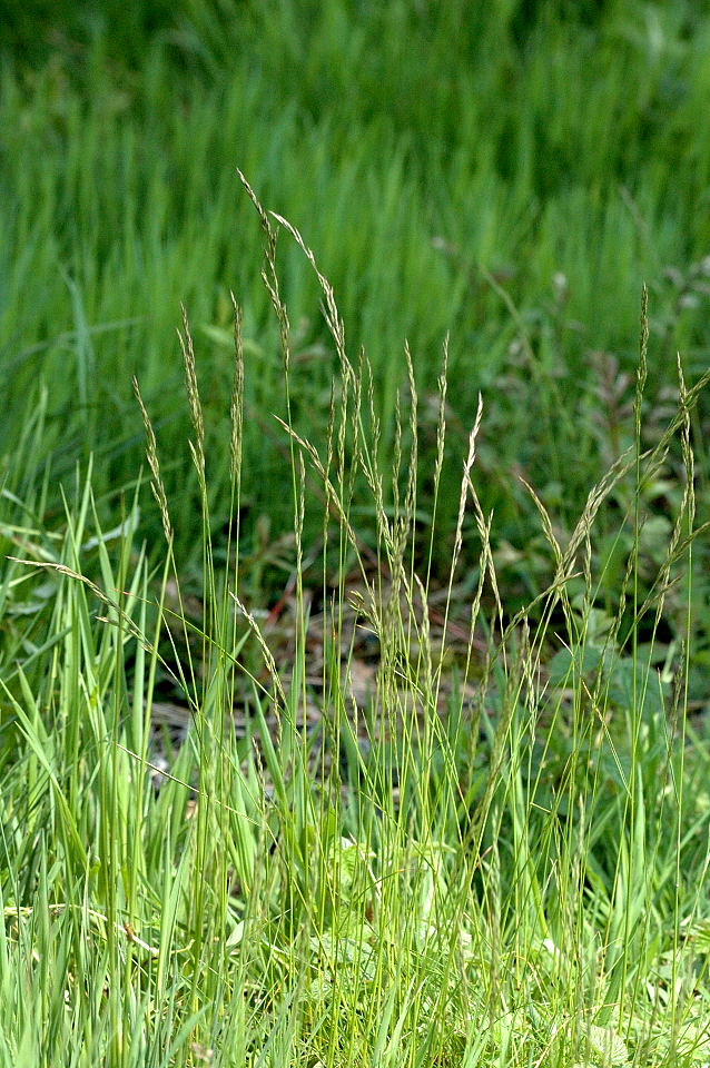 Red Fescue photo 4