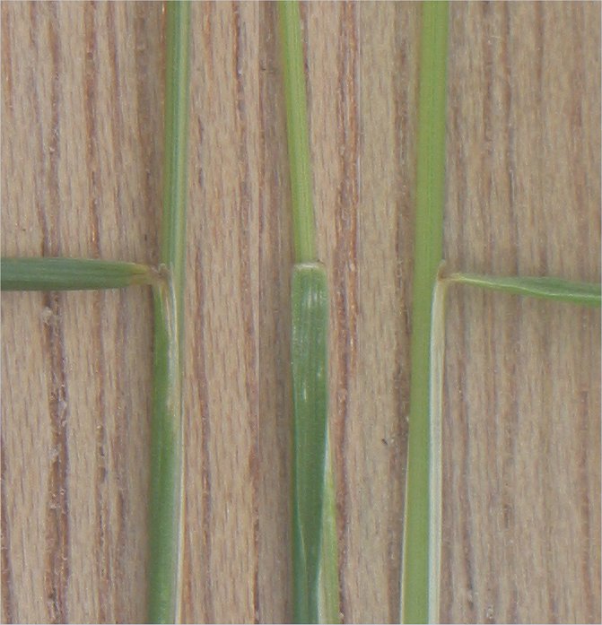 Red Fescue photo 5