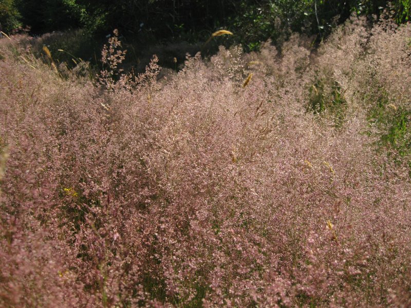 Red Fescue photo 7