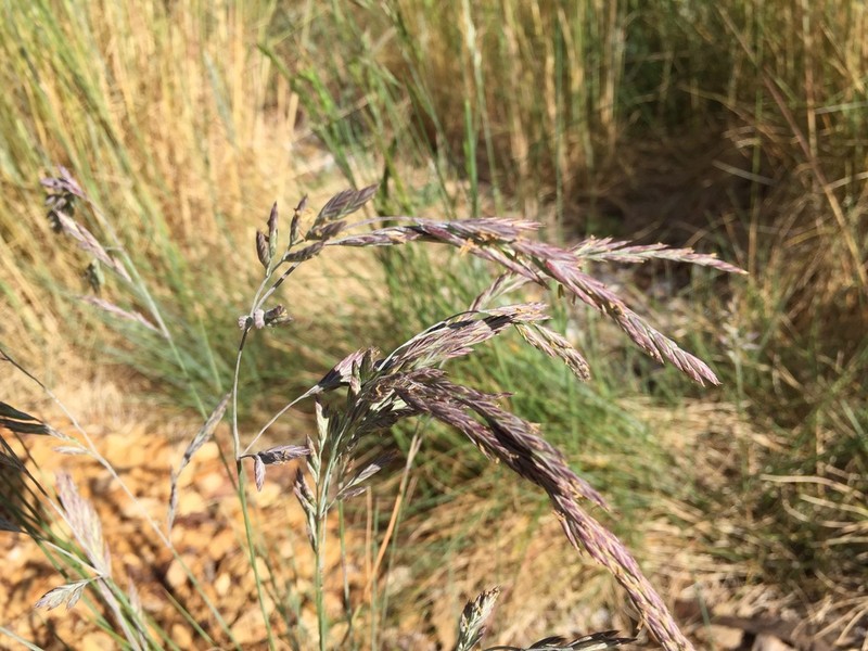 Sand Fescue photo 6