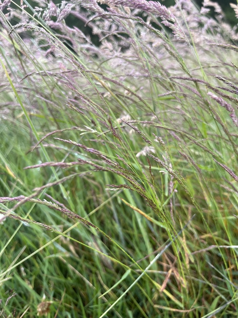 Sand Fescue photo 7