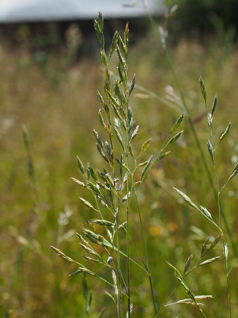 Sand Fescue photo 8