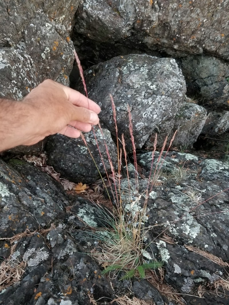 Rocky Mountain Fescue