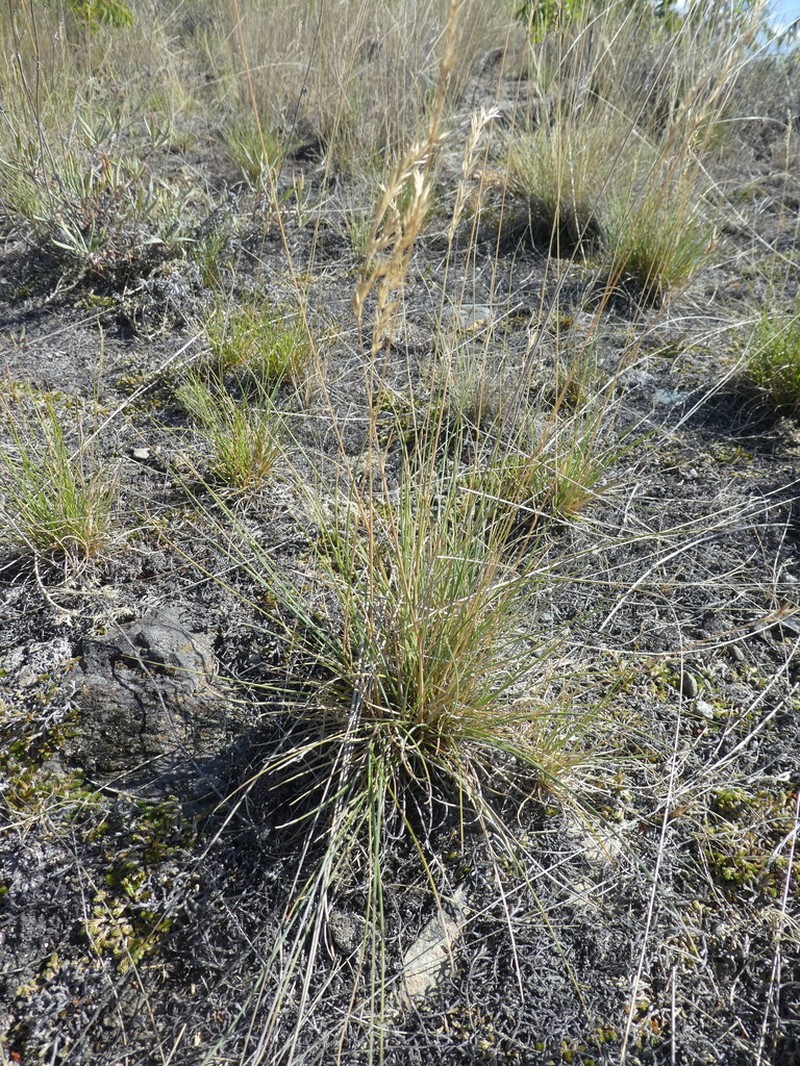 Rocky Mountain Fescue photo 2