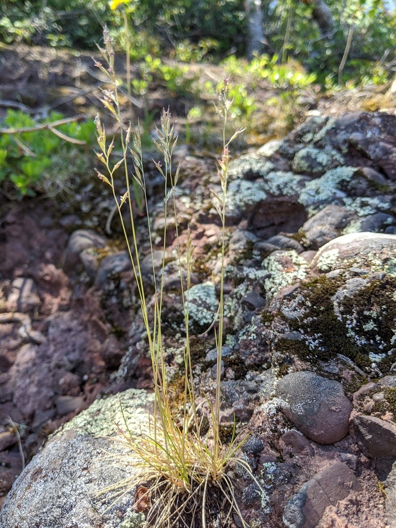 Rocky Mountain Fescue photo 4