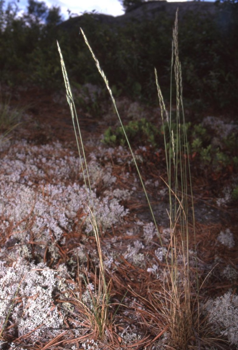 Rocky Mountain Fescue photo 5