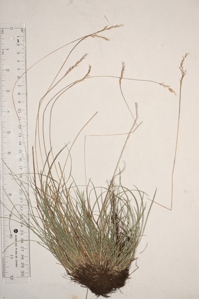 Rocky Mountain Fescue photo 6