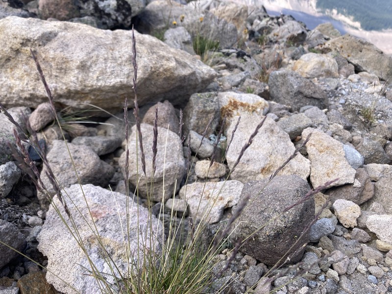 Festuca saximontana var. purpusiana