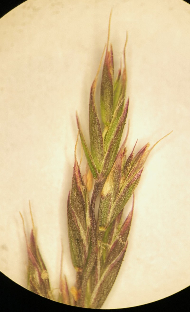 Festuca saximontana var. purpusiana photo 2