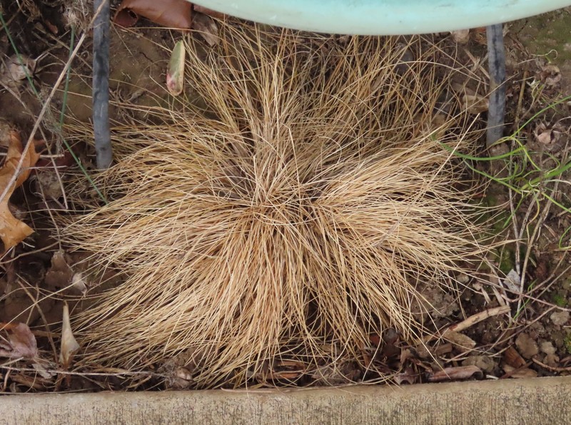Festuca saximontana var. purpusiana photo 3