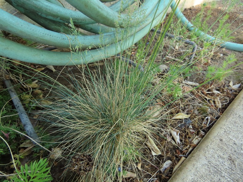 Festuca saximontana var. purpusiana photo 4