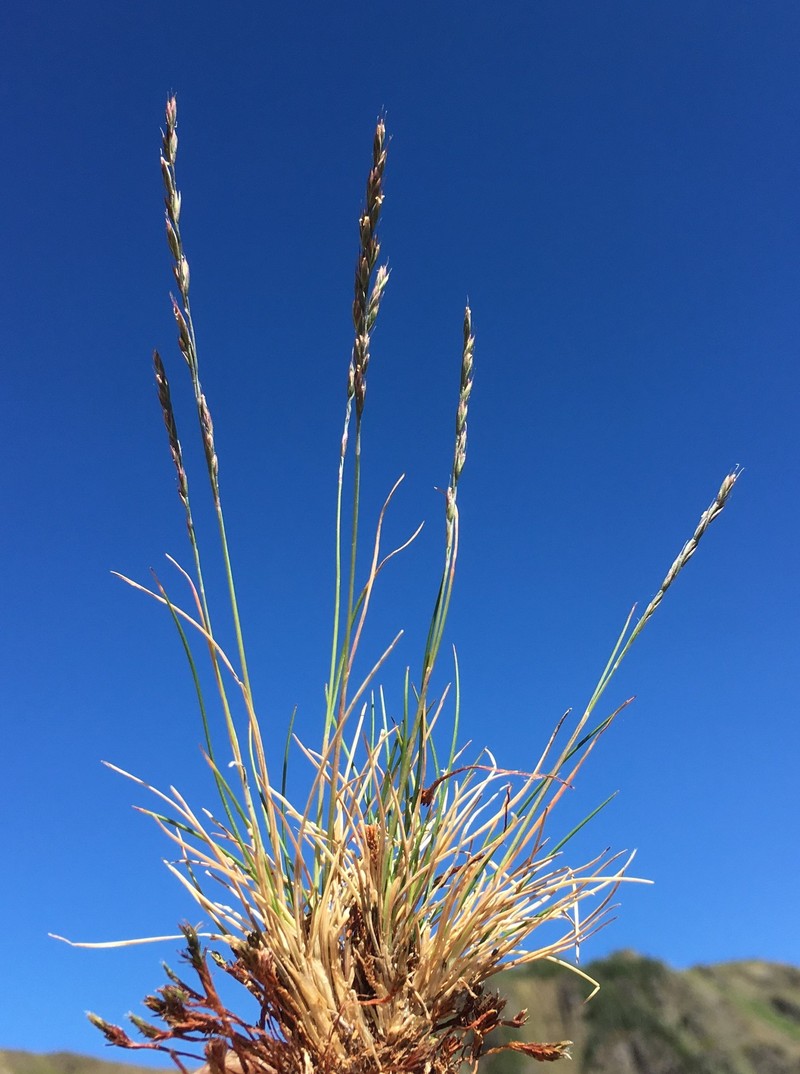 Festuca saximontana var. purpusiana photo 5