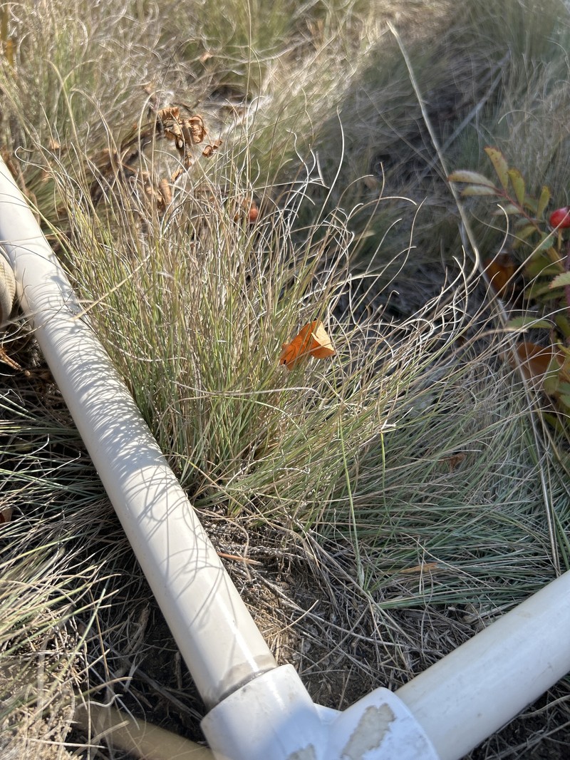 Festuca saximontana var. saximontana
