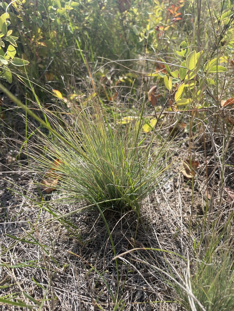 Festuca saximontana var. saximontana photo 2