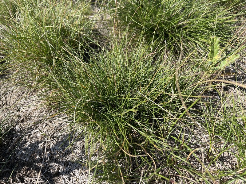 Festuca saximontana var. saximontana photo 3