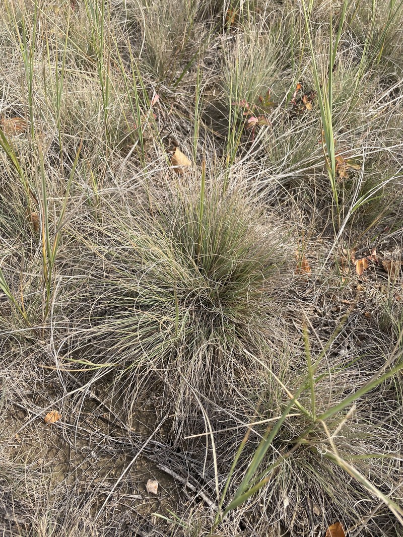 Festuca saximontana var. saximontana photo 4