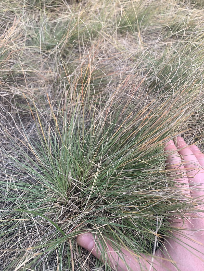 Festuca saximontana var. saximontana photo 5