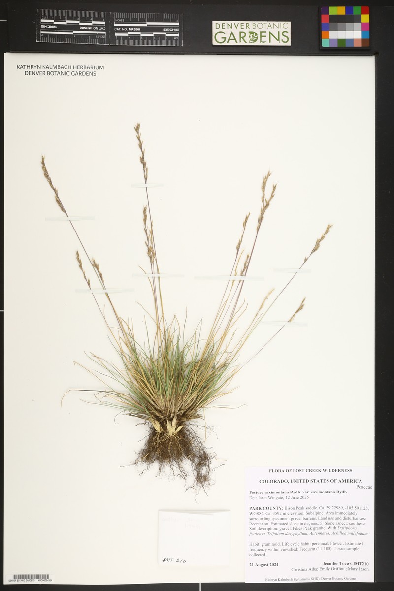 Festuca saximontana var. saximontana photo 6