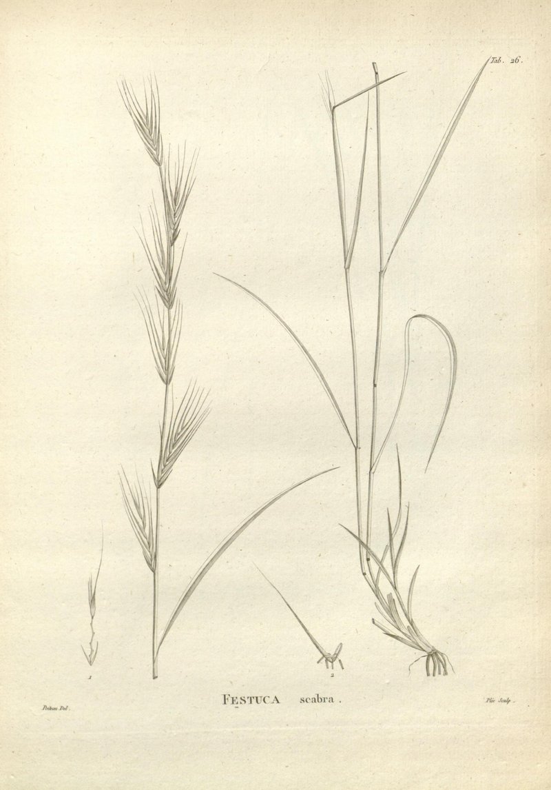 Munnik Fescue