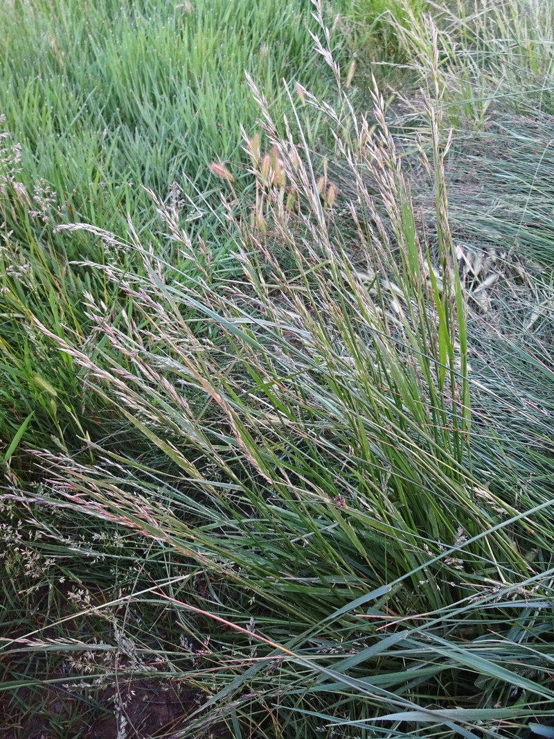 Ravine Fescue