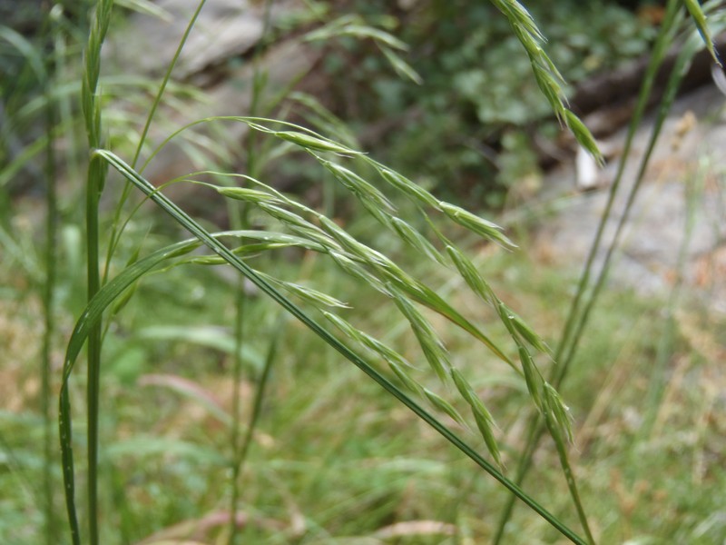 Ravine Fescue photo 3