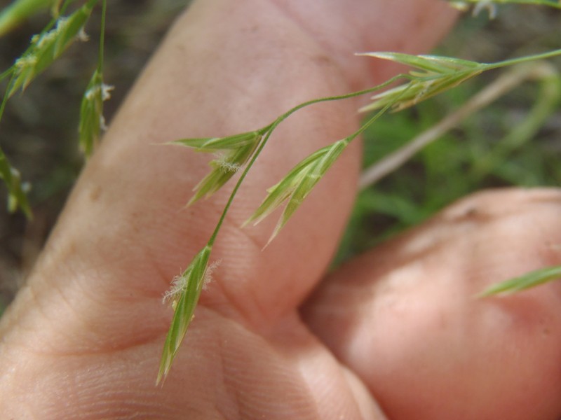 Ravine Fescue photo 4