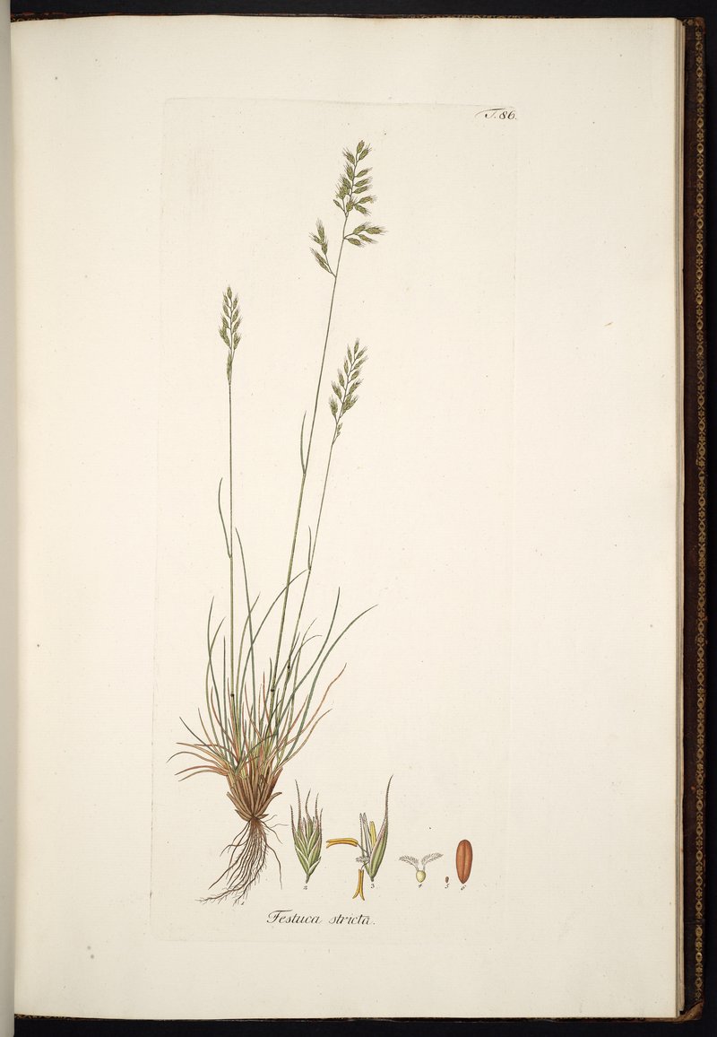 Festuca stricta