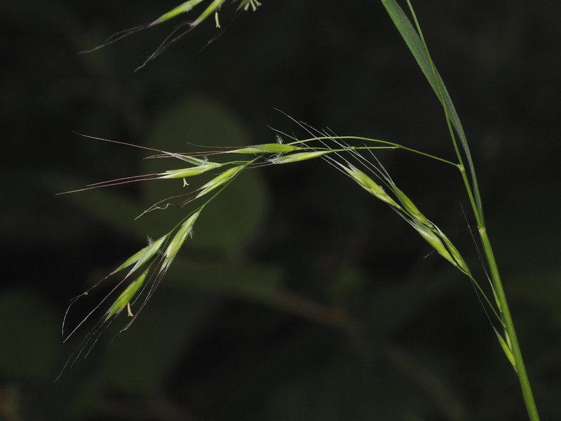 Bearded Fescue photo 3