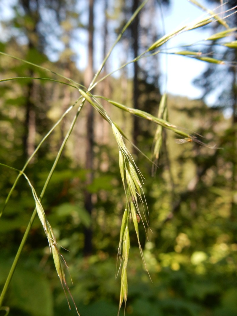 Bearded Fescue photo 5