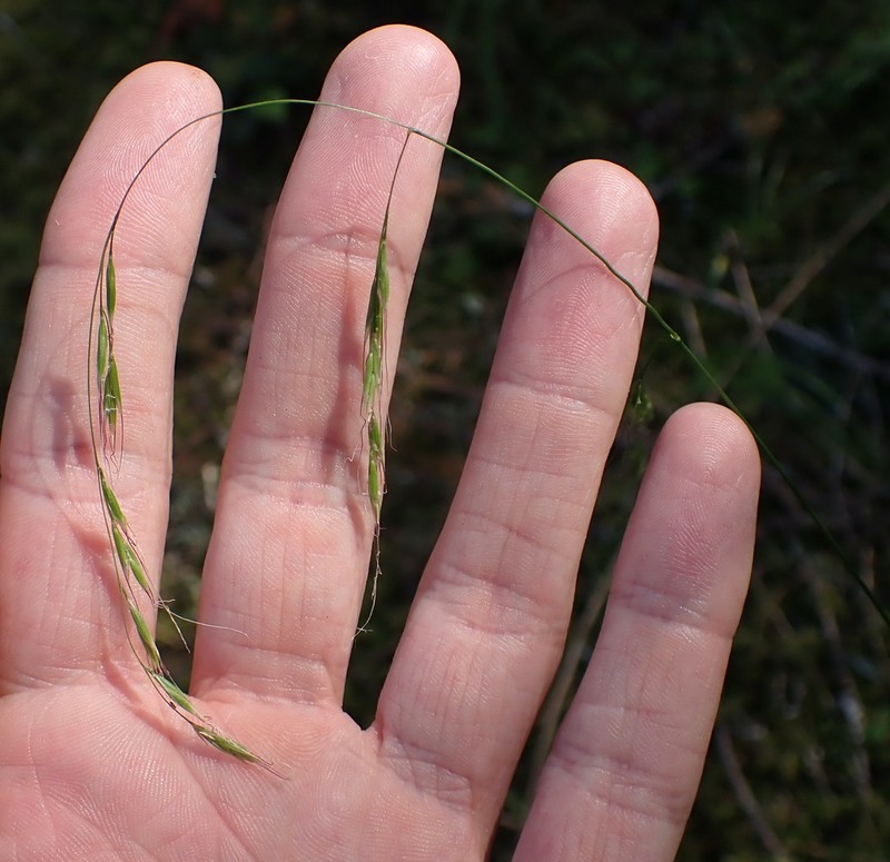 Crinkleawn Fescue