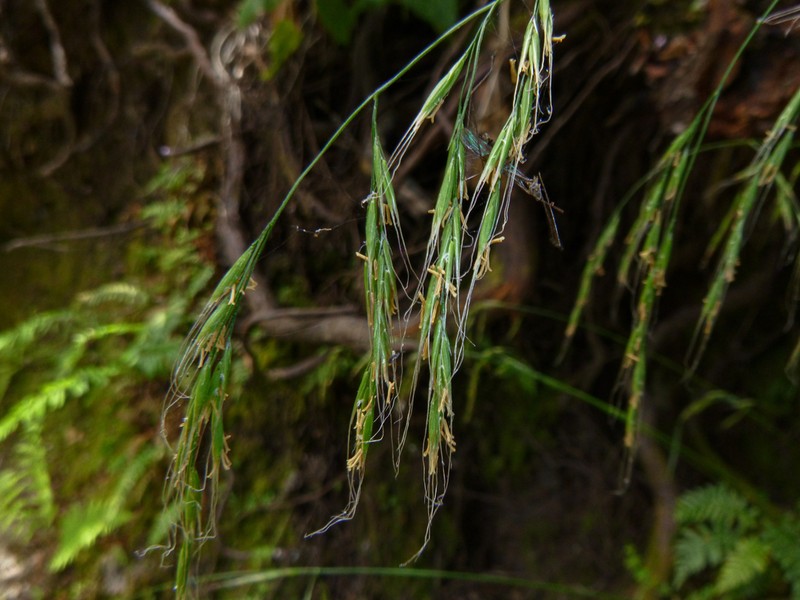 Crinkleawn Fescue photo 3