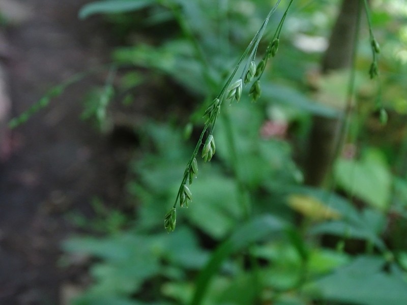 Nodding Fescue