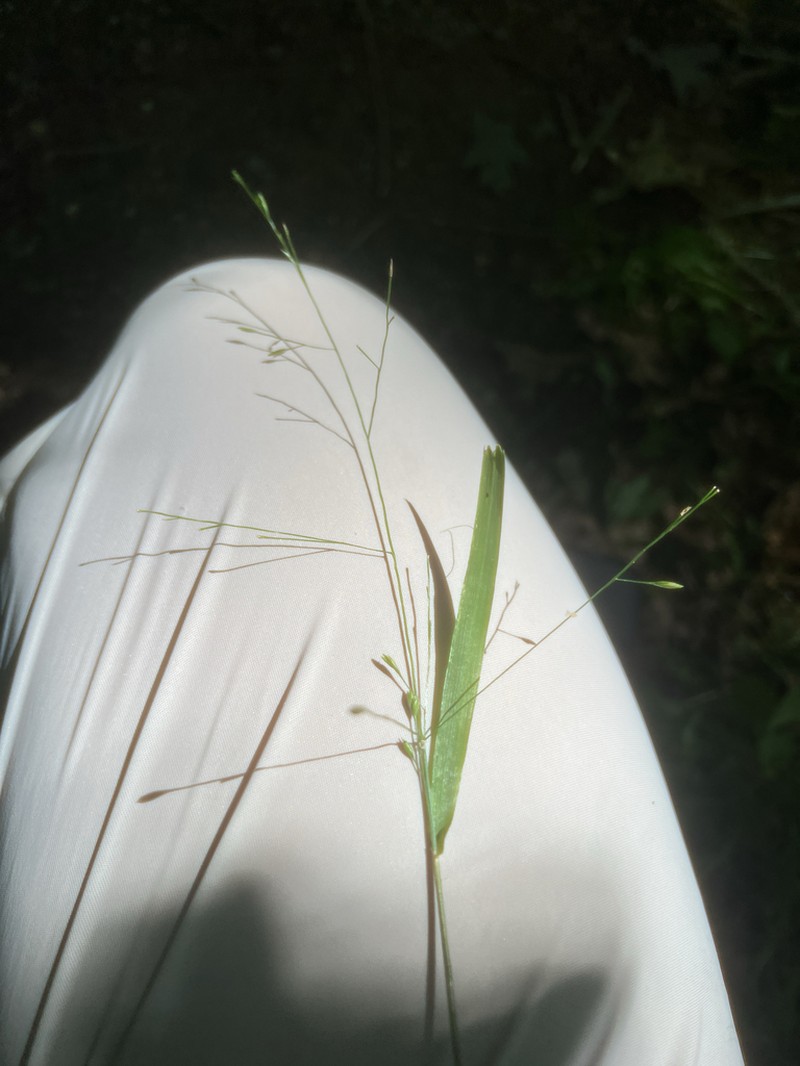 Nodding Fescue photo 2