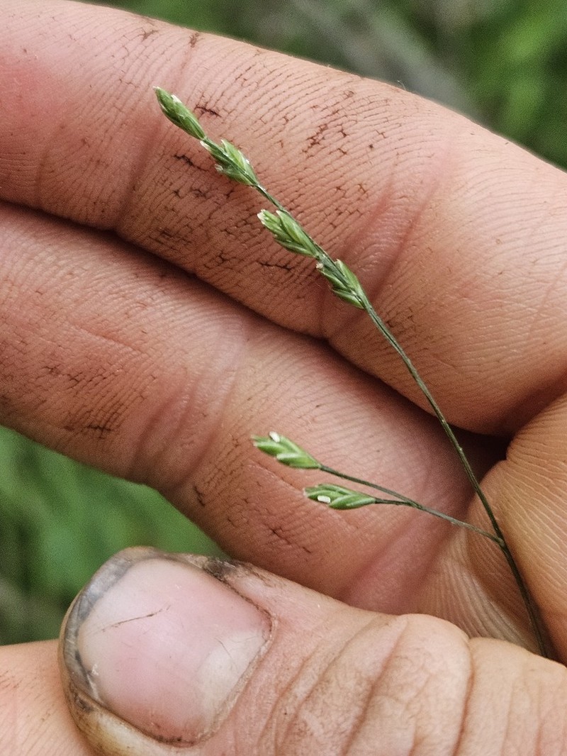 Nodding Fescue photo 3