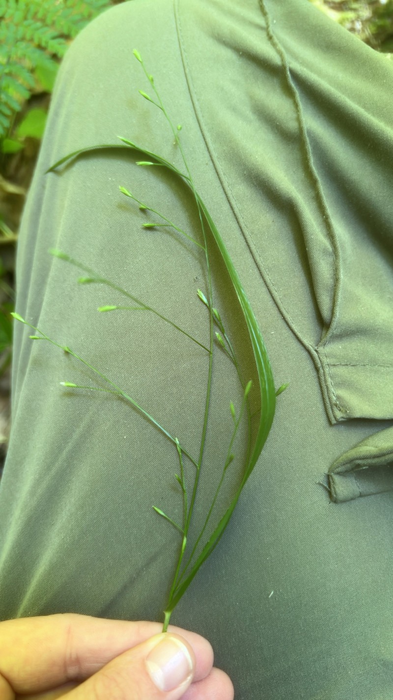 Nodding Fescue photo 4