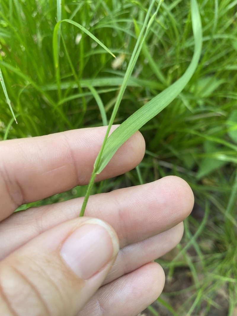 Nodding Fescue photo 6