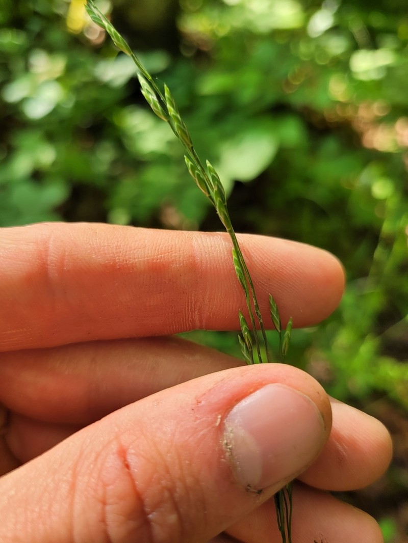 Nodding Fescue photo 7