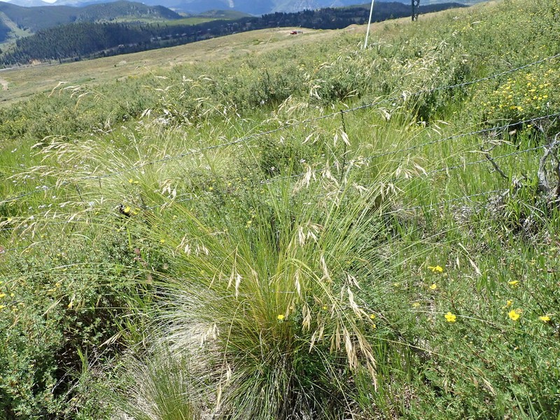 Thurber's Fescue