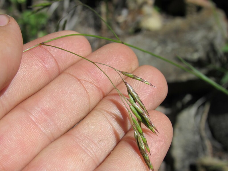 Thurber's Fescue photo 2
