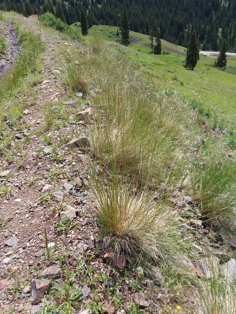 Thurber's Fescue photo 3