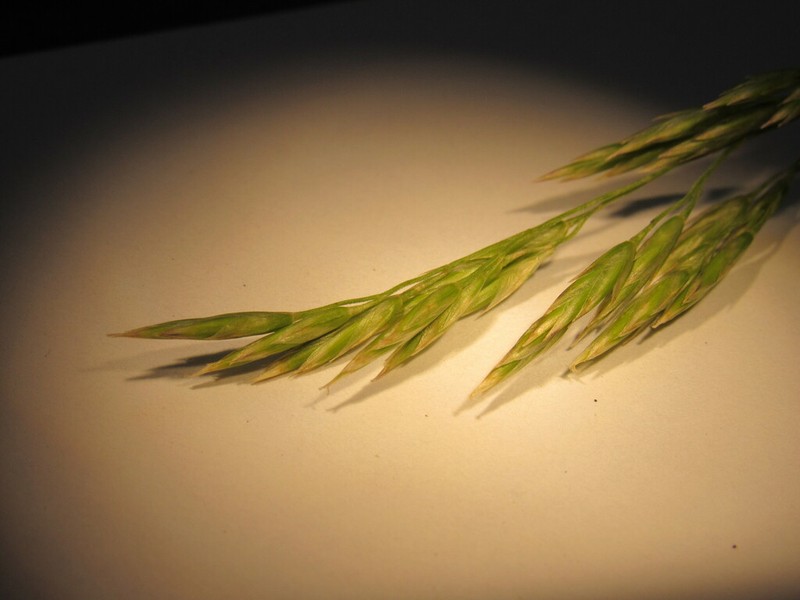 Thurber's Fescue photo 4