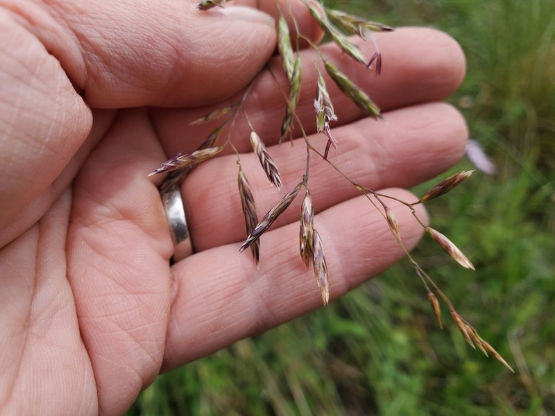 Thurber's Fescue photo 5
