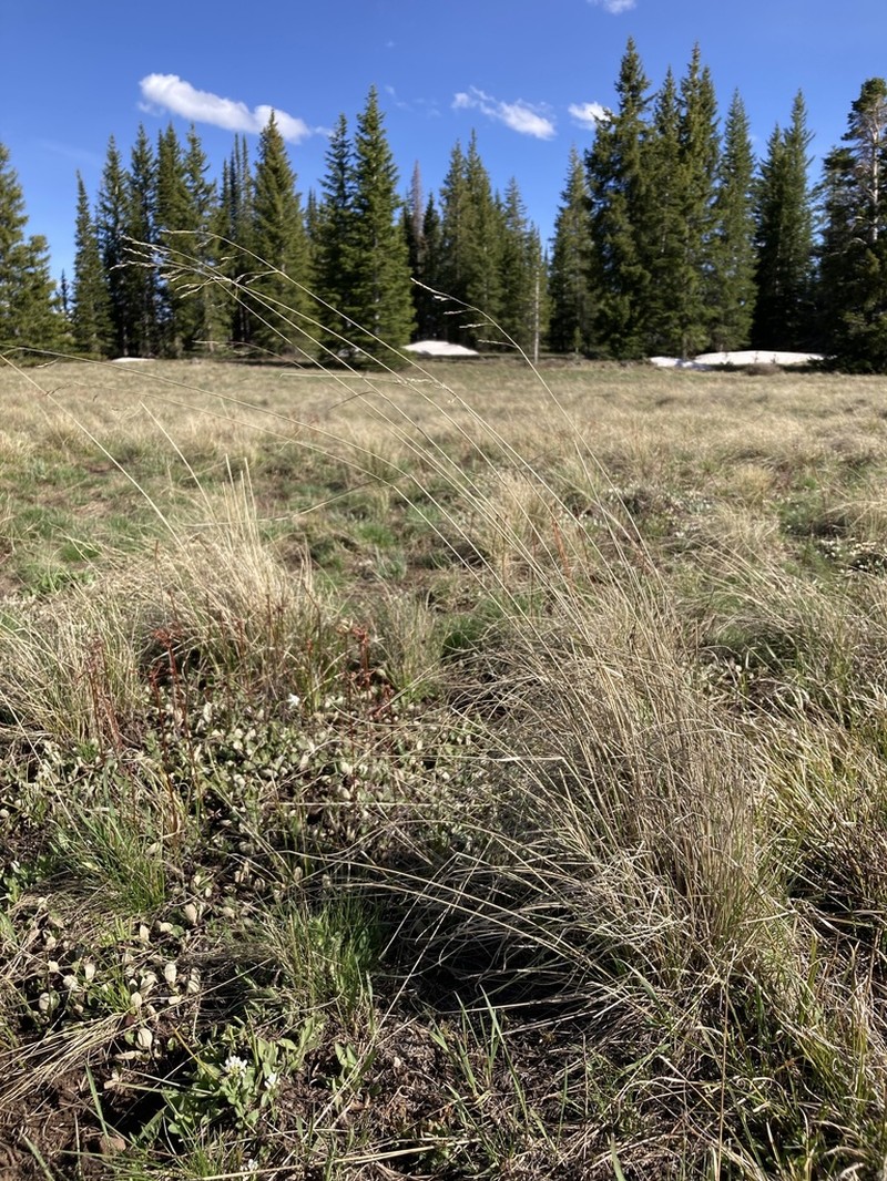 Thurber's Fescue photo 6