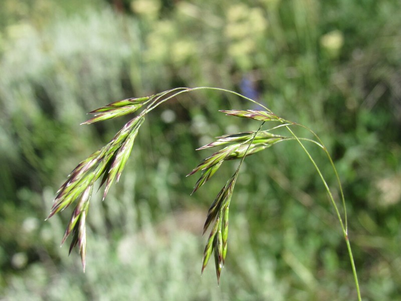 Thurber's Fescue photo 7